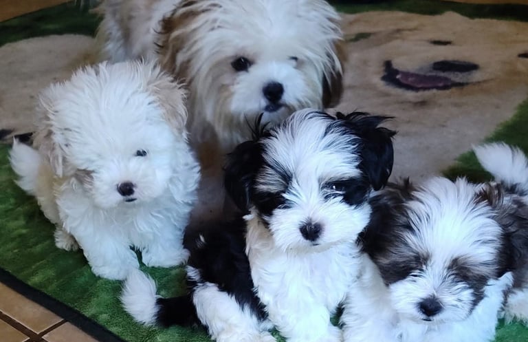 4 Adorable Mal-Shi Puppies in a group.