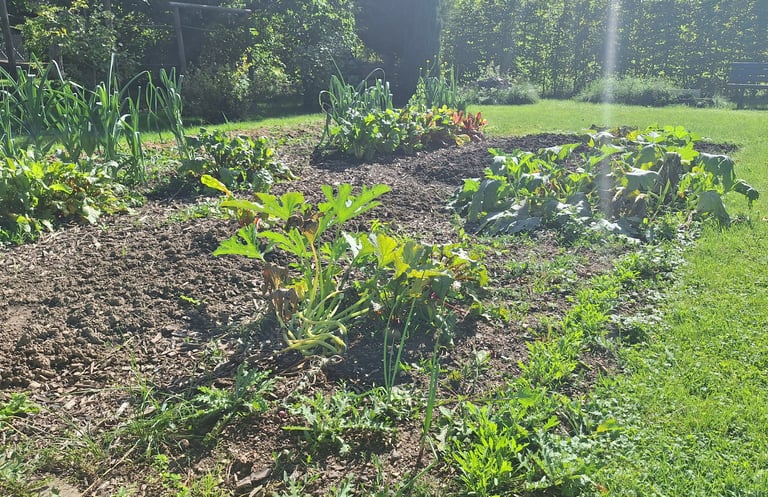 a garden full of companion plants planted next to each other