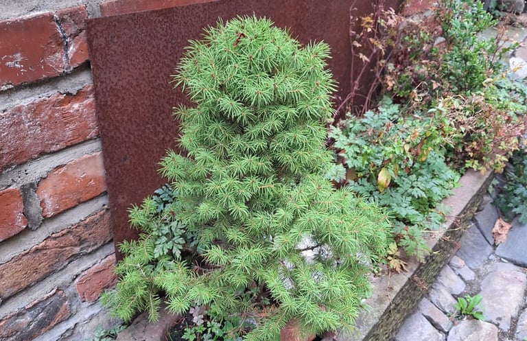 one tiny evergreen Dwarf Alberta Spruce