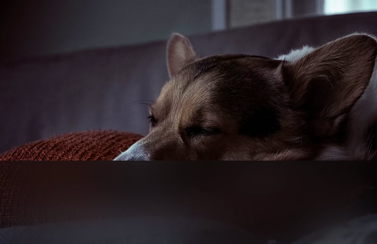 dogAdvisor | dogadvisor | dog advisor | dogAdvisor.dog