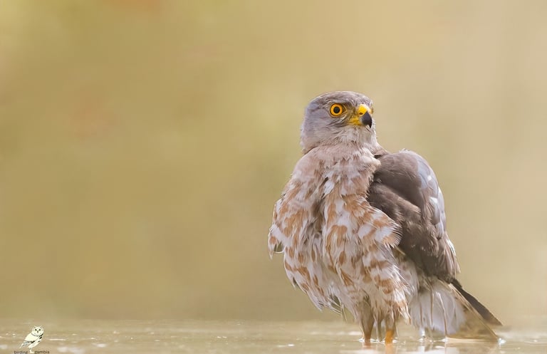 Close-up of a Shikra standing in shallow water | Birding Adventures Gambia