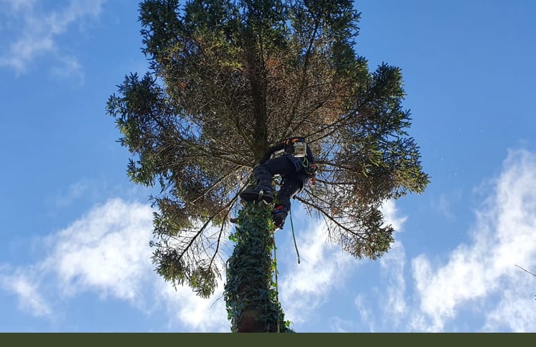 tree services