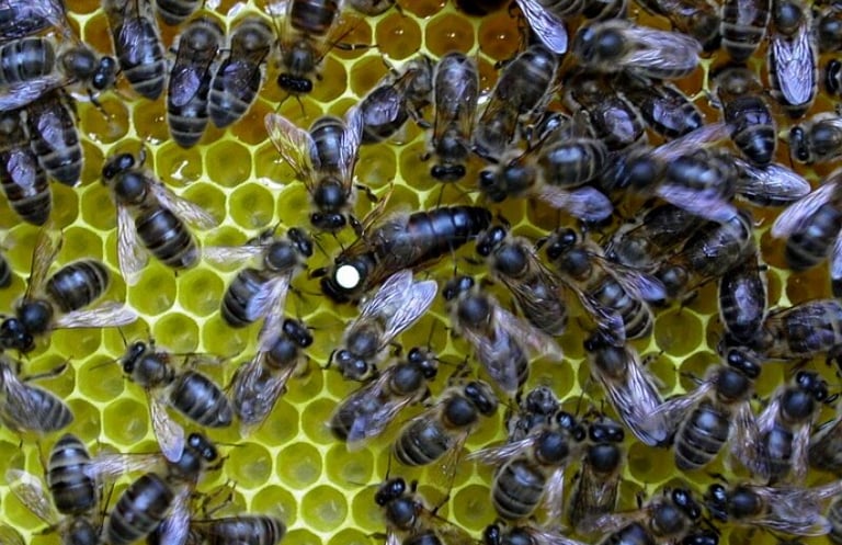 BeePolis. Apis Melifera Melifera. Black Forest Honey Bee. Native Black Bee. Irish Black Bee. Dunkle 