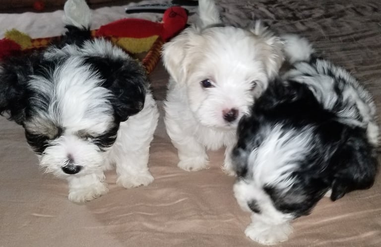 3 Beautiful hypoallergenic Mal-Shi Puppies in Houston Texas.