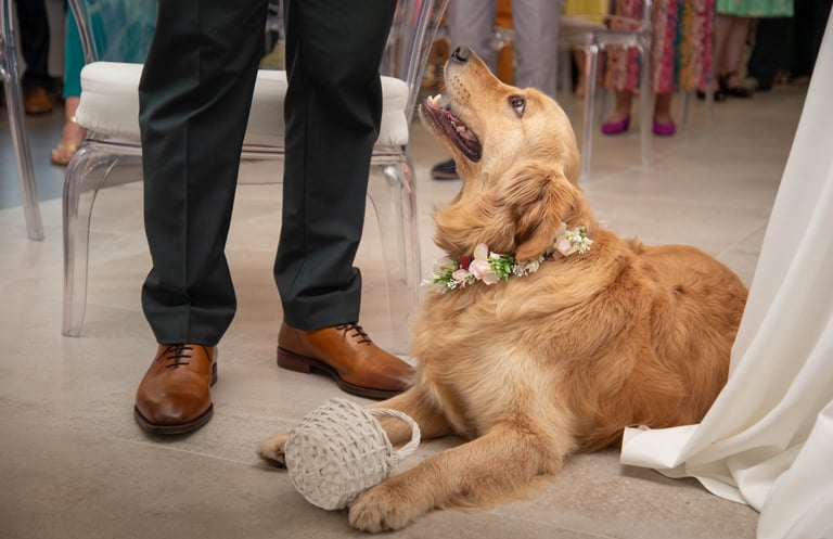 Photographe de mariage gers