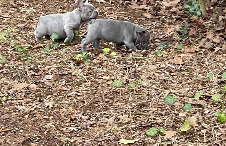 French Bulldog Puppies