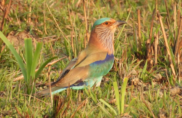 Jay in Bardiya