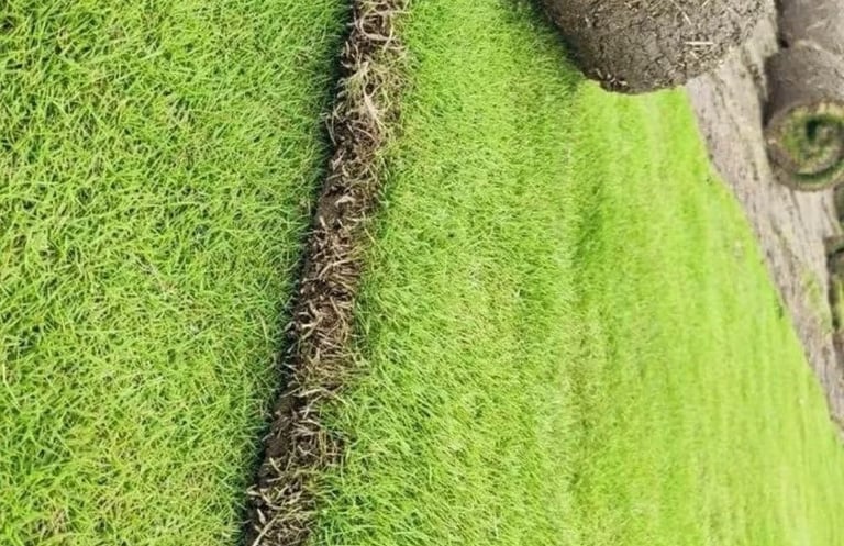Lawn Grass Supplier Kakinanda