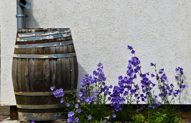 Old barrel used to collect rainwater. Budget-friendly gardening