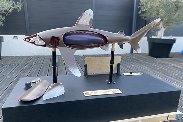 maquette foie du requin 