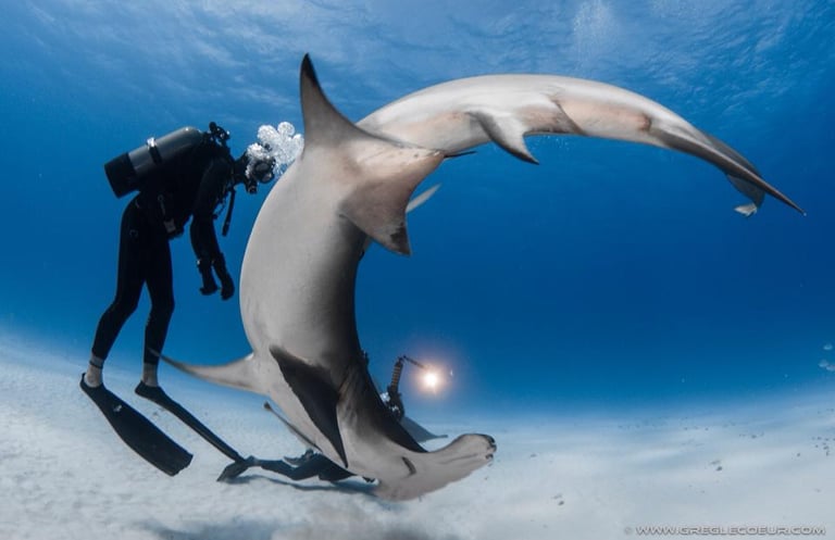 Steven surina et un requin marteau qui font une pirouette
