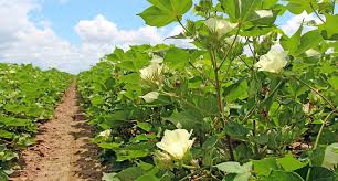 Cotton Crop