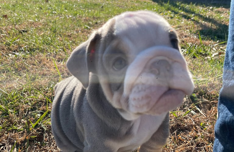 English Bulldog Puppy