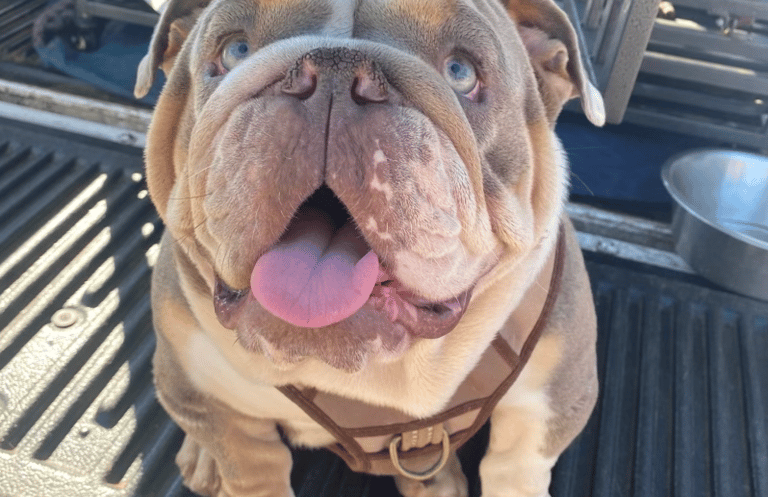 English Bulldog