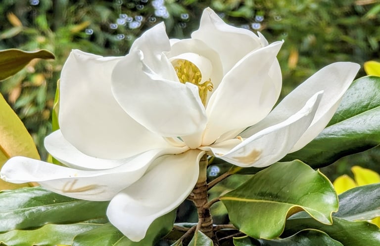 Impressionnante fleur de Magnolia grandiflora