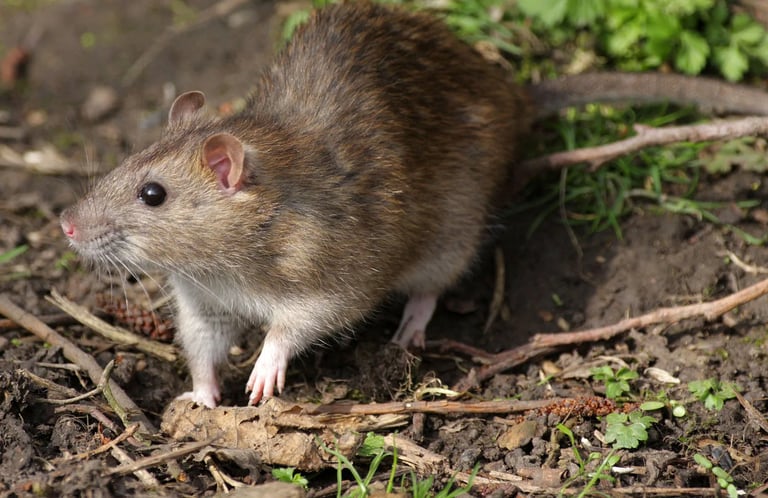 Rat Pest Control Service