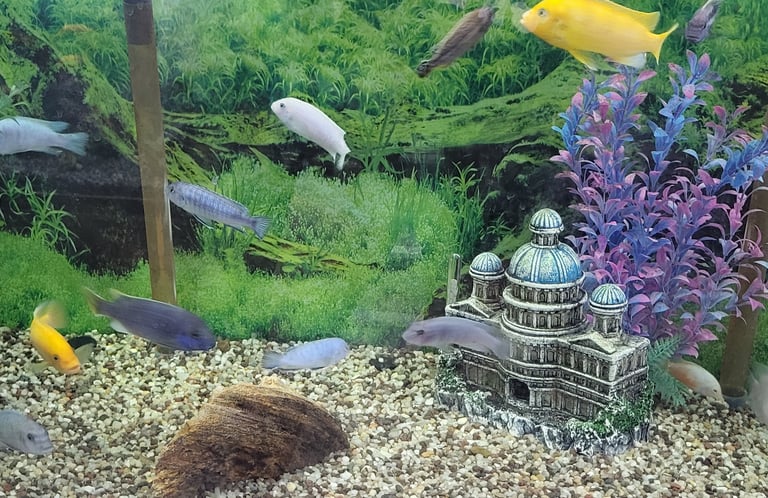 African Cichlids - Pet Den