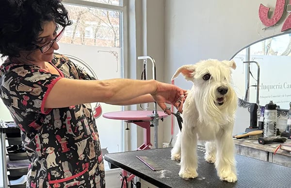 peluquera canina trabajando con perro en mesa de grooming