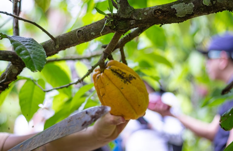 Day tour a una finca cacaotera Puerto Quito