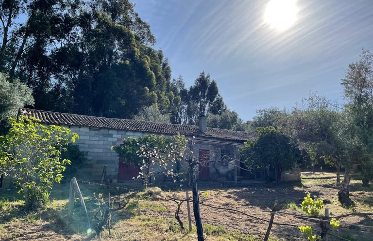 Portugese boerderij met bomen op de achtergrond met wijngaard blauwe heldere lucht met volle zon