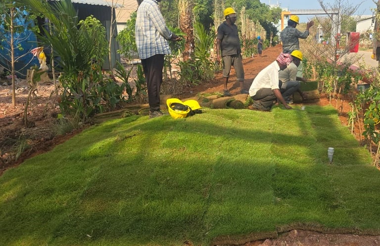 lawn grass cultivation Kadiyam