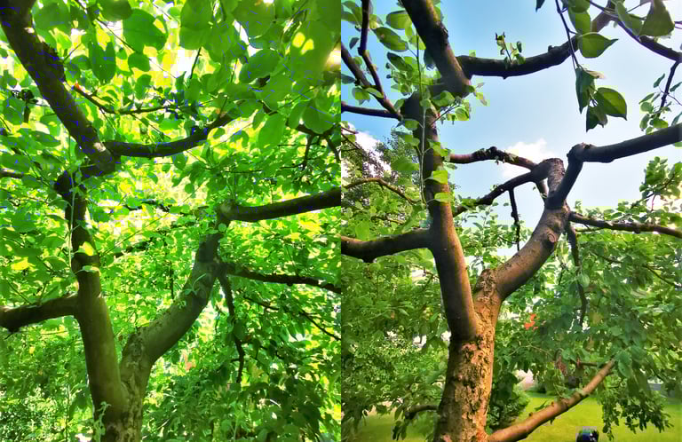 Vaismedžio genėjimas