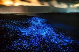 Experience the magical bioluminescence Bali tour in Lovina with glowing plankton