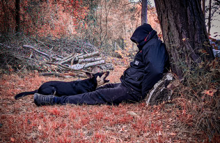 Un chien de sauvetage en surface indiquant la présence d'une victime dans un bois