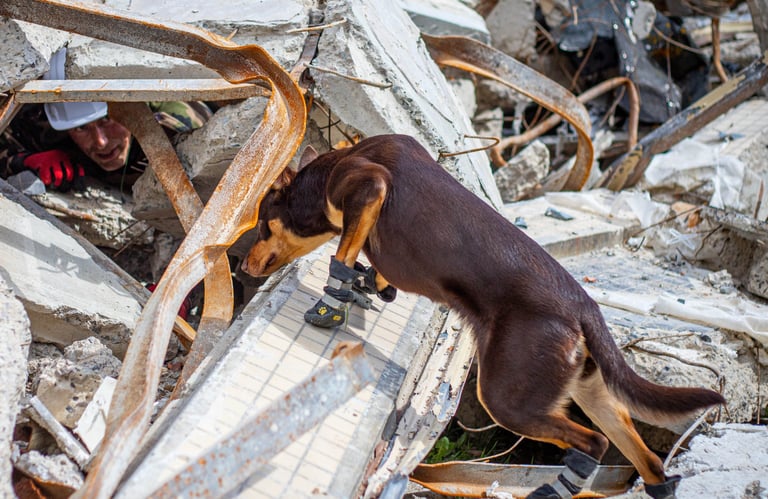 Un chien de sauvetage qui indique la présence d'une victime ensevellie dans les décombres