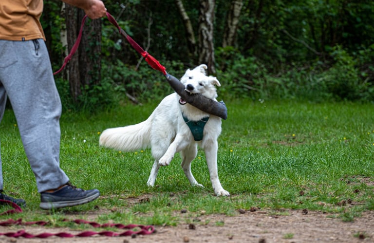Un chien en préparation TAN et TAT