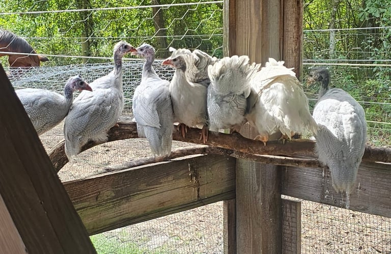 Small flock of juvenile white and lavender guinea fowl perched together in coop