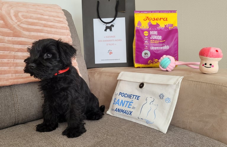 Uma part rejoindre sa famille