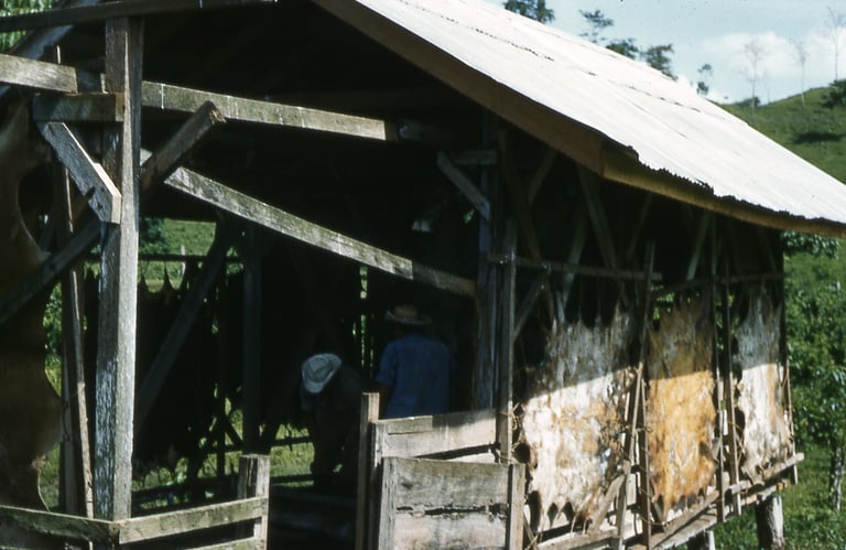 Vintage rustic wooden shed drying animal hides on frames in a rural outdoor setting.
