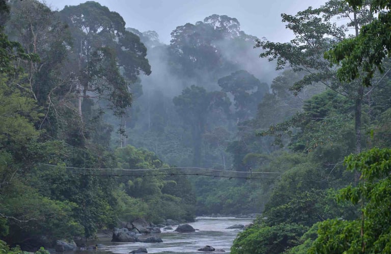 Danum Valley, an ancient rainforest
