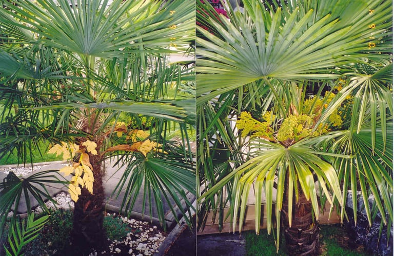 male and female windmill palms