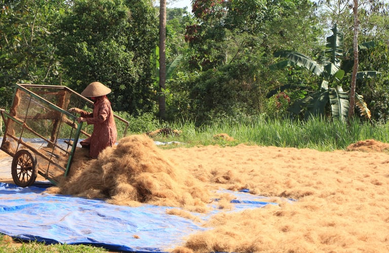 Cocofiber Drying Process