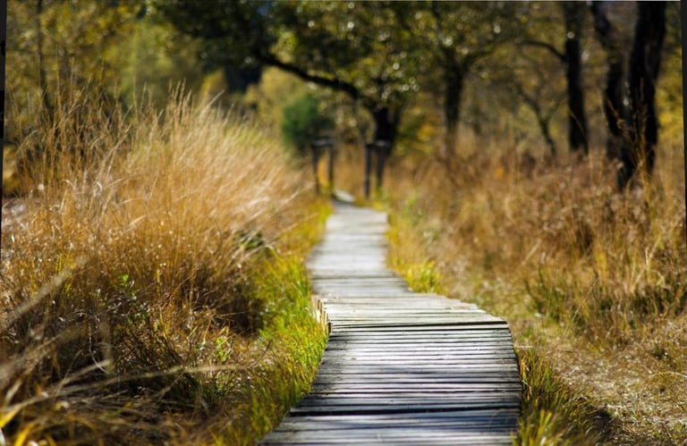 chemin de bois paisible entre les herbes hautes