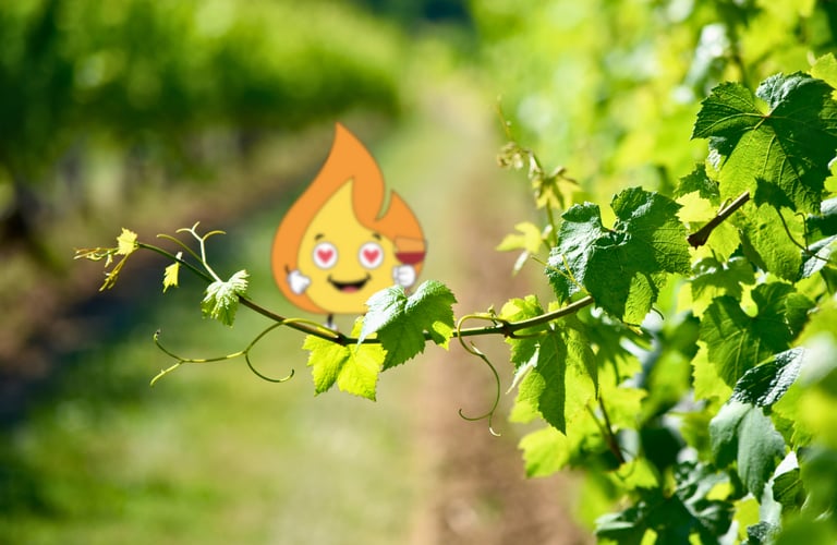 Flamme Maxima logo de MaxThomasBois présente le bois de chauffage en Bourgogne