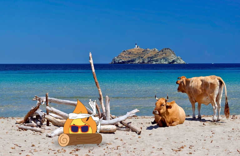 Plage de Corse ou Maxima Logo de MaxThomasBois bronze avec sa buche sec