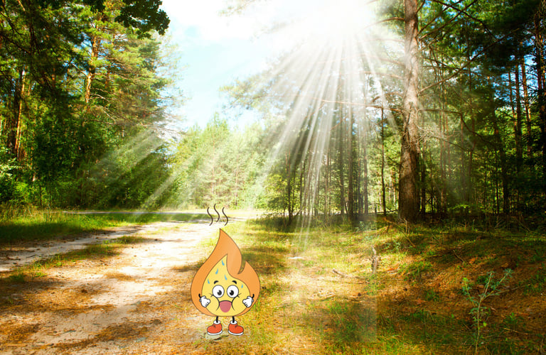 Maxima la flamme orange se promène dans les bois de l'occitanie