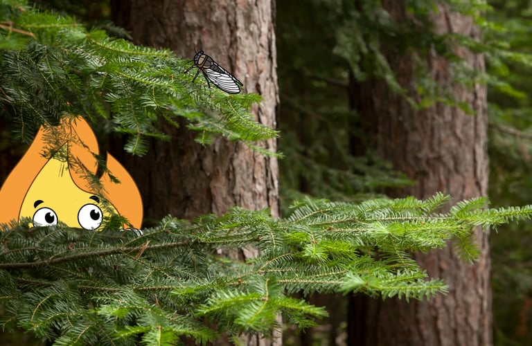 Maxima la petite flamme de MaxThomasBois se cache dans la forêt de Fréjus