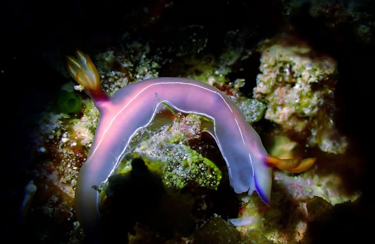 Colorful nudibranch, a beautiful find for macro diving enthusiasts in Gili Trawangan's clear waters.