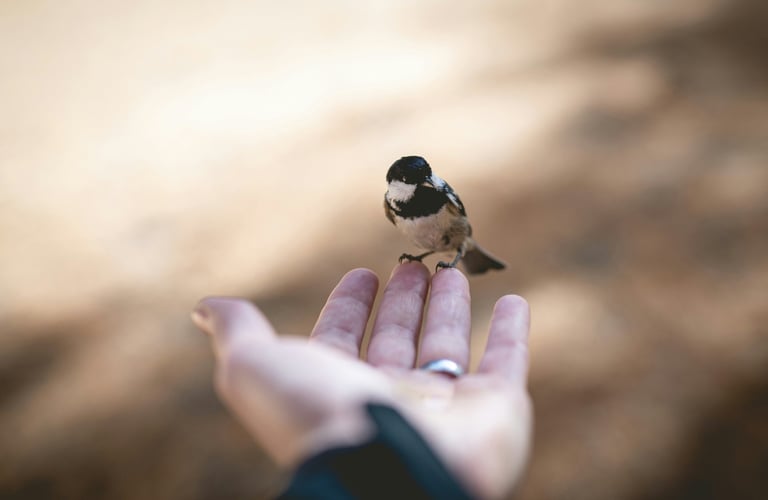eine offene Hand, auf der ein kleiner Vogel sitzt