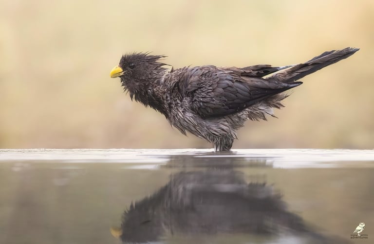 Plantain-eater | Birding Adventures Gambia