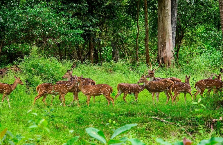 A group of deers in the forests of Wayanad