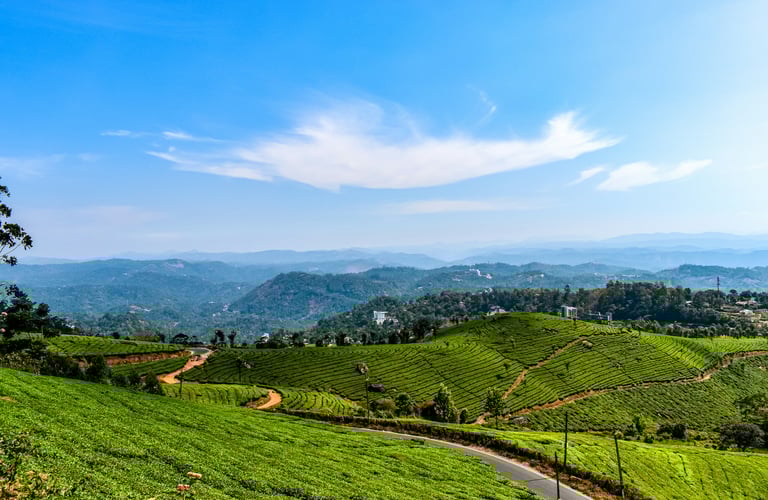 Lush green tea plantations in Munnar, Kerala, with rolling hills and a clear blue sky, illustrating the scenic Kerala.