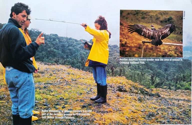 Orlando Feliciano monitoreando cóndor andino liberado, Guasca, Colombia, 1989