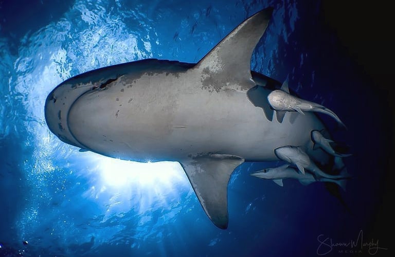 tiger shark underwater photography tiger beach the Bahamas