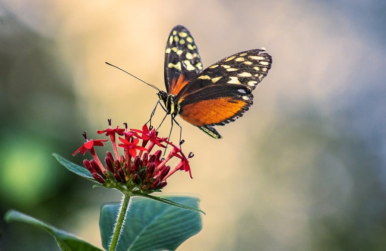 natura, las, ekowakacje, ekodomek