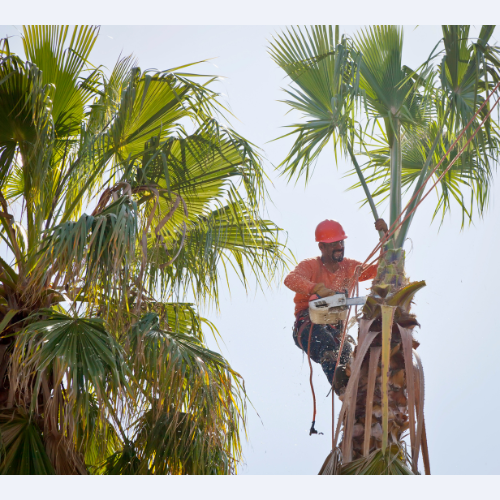 man trimming palm trees in honolulu, hawaii